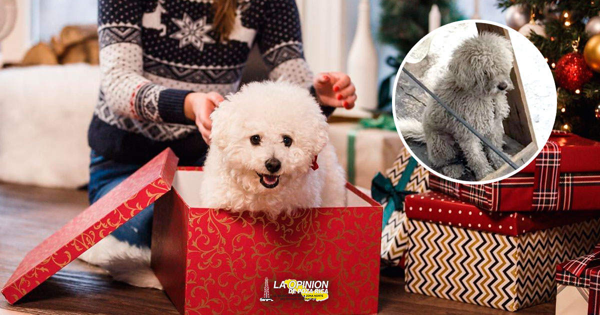Se insta a no regalar mascotas en estas festividades decembrinas