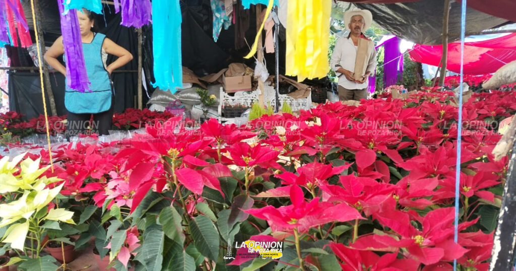 Por los suelos ventas de pinos de Navidad y flor de Nochebuena