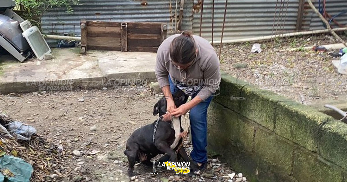 Rescatan a canino maltratado en la colonia Arroyo del Maíz