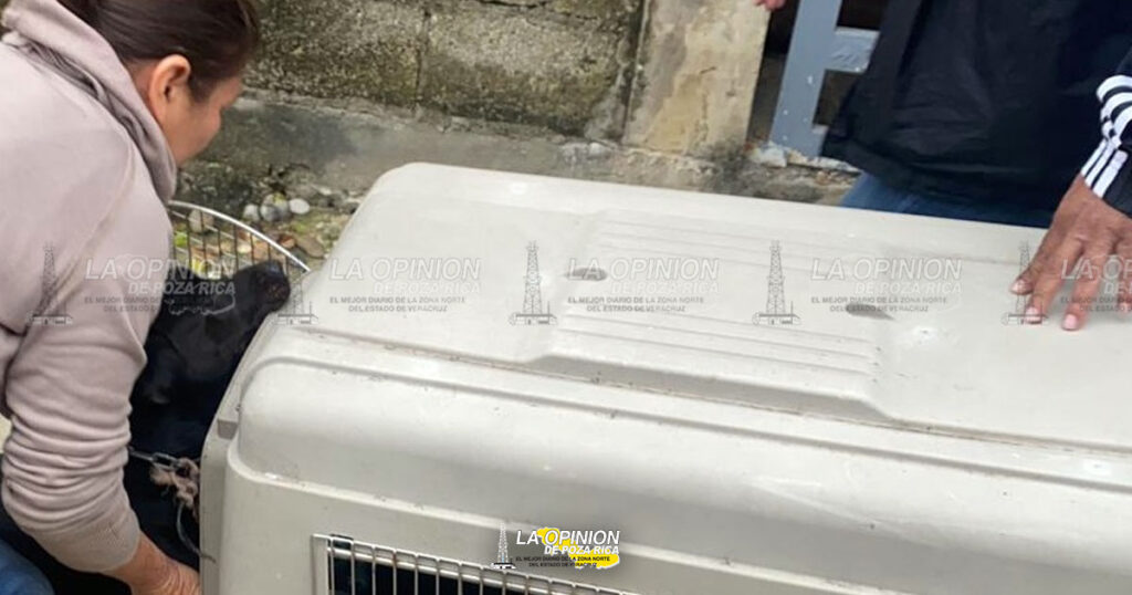 Rescatan a canino maltratado en la colonia Arroyo del Maíz