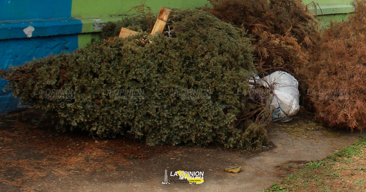 Piden no tirar a la calle arbolitos de Navidad, habrá centros de acopio