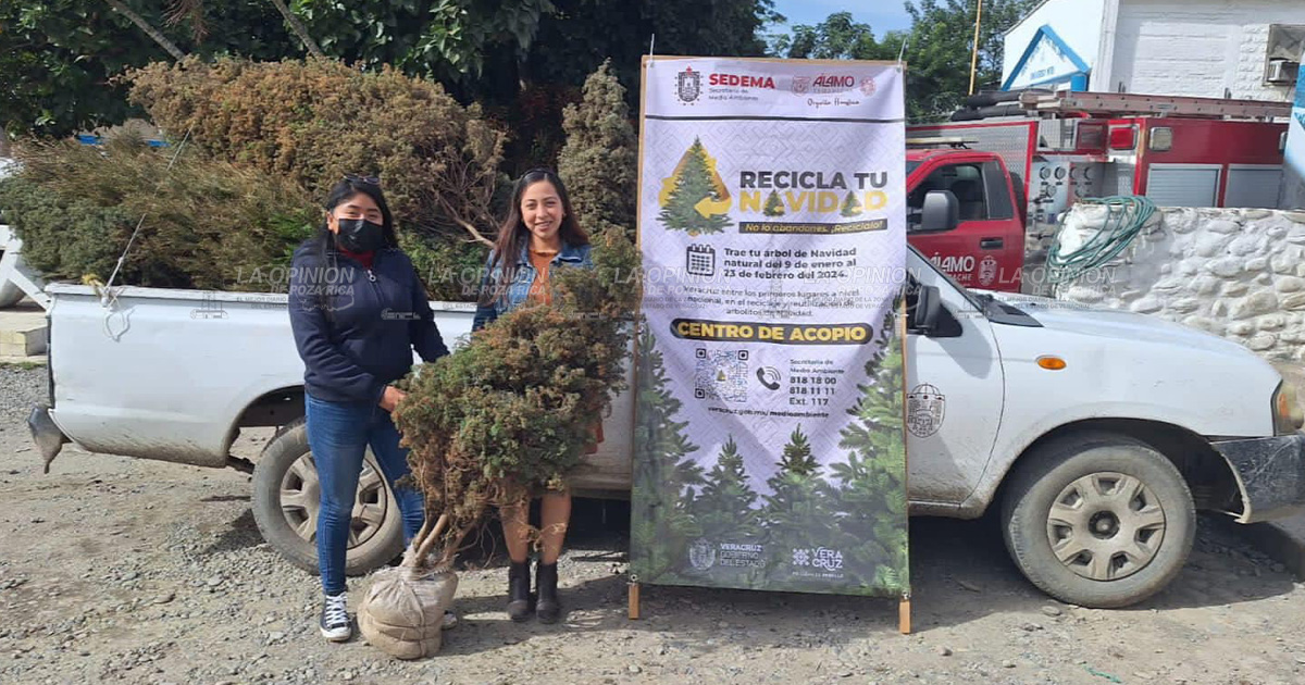 Recolectarán pinitos en las comunidades