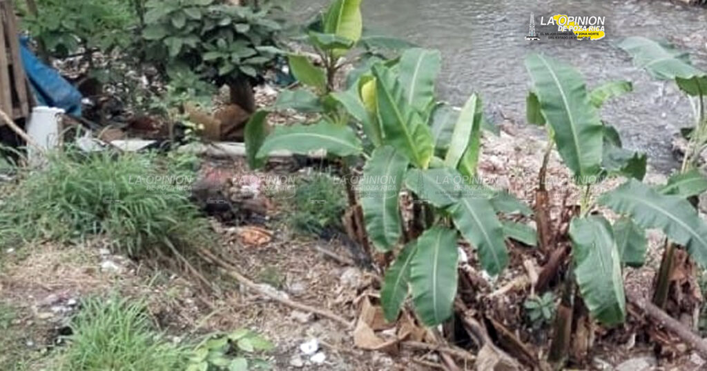 Dan limpieza a los arroyos