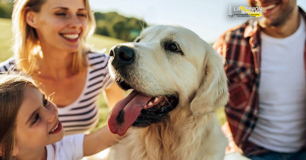 La ciencia acaba de descubrir un nuevo superpoder de los perros