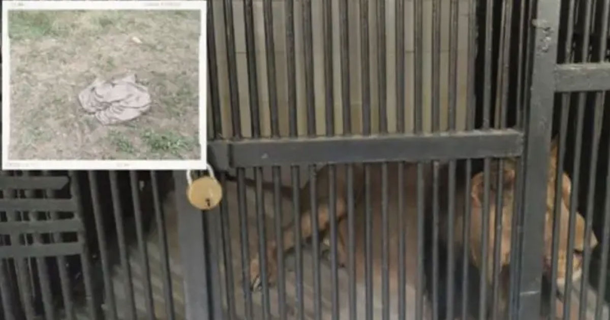 Hombre intenta tomarse selfie con un león y muere devorado