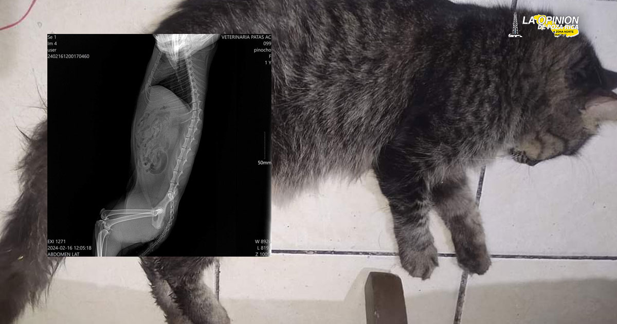 Violador de gatos, buscado por autoridades