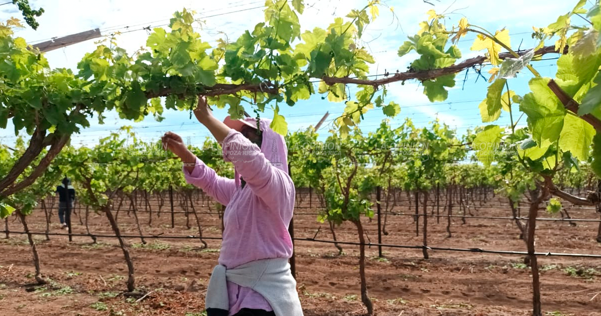 Empleo temporal a trabajadores agrícolas