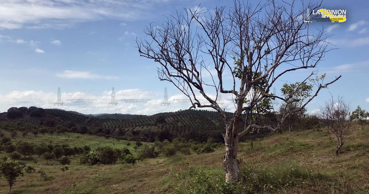 Plagas devoran los cítricos en Tihuatlán