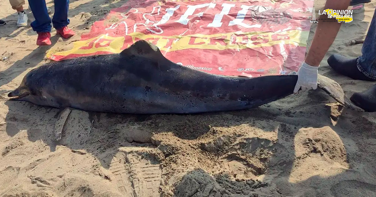 Localizan delfín muerto en las costas de Coatzacoalcos, Veracruz