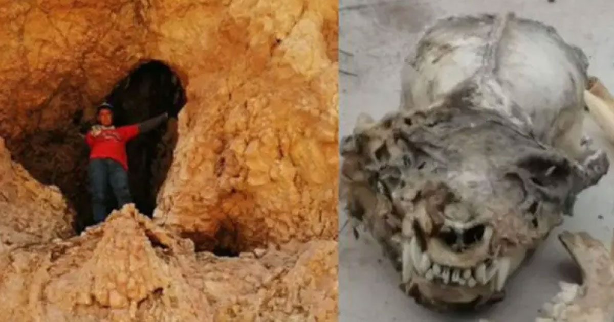 Hallan cráneo humanoide con colmillos en cueva de Coahuila