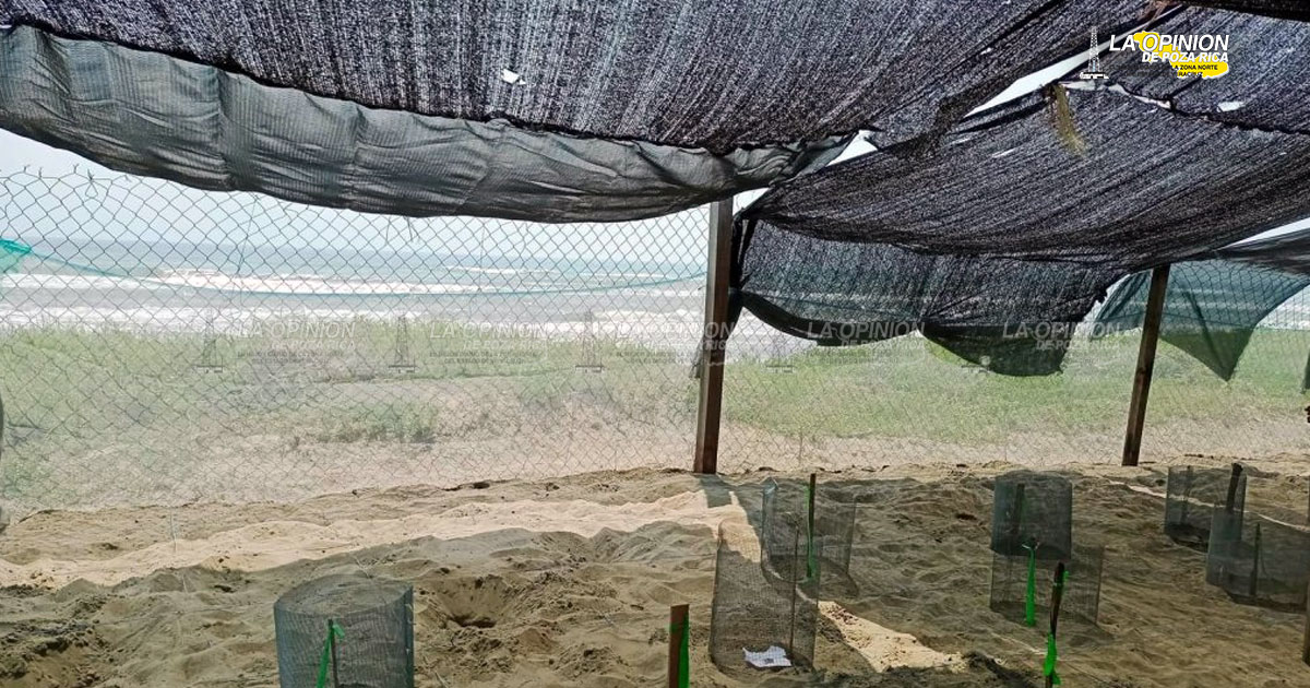 ¡Llegan las tortugas!