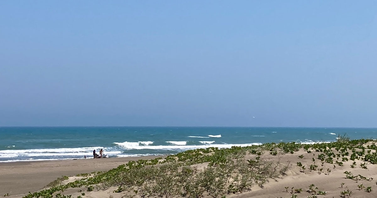 Promoverán la Arborización de Playas en Veracruz-Boca del Río