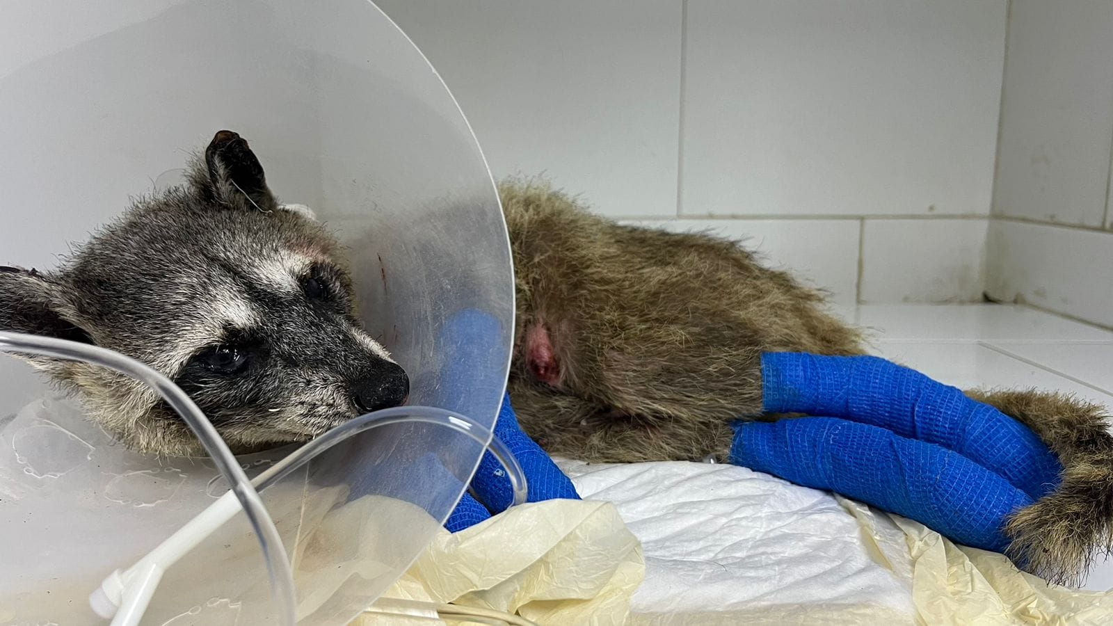Mapache herido resalta urgencia de prevención
