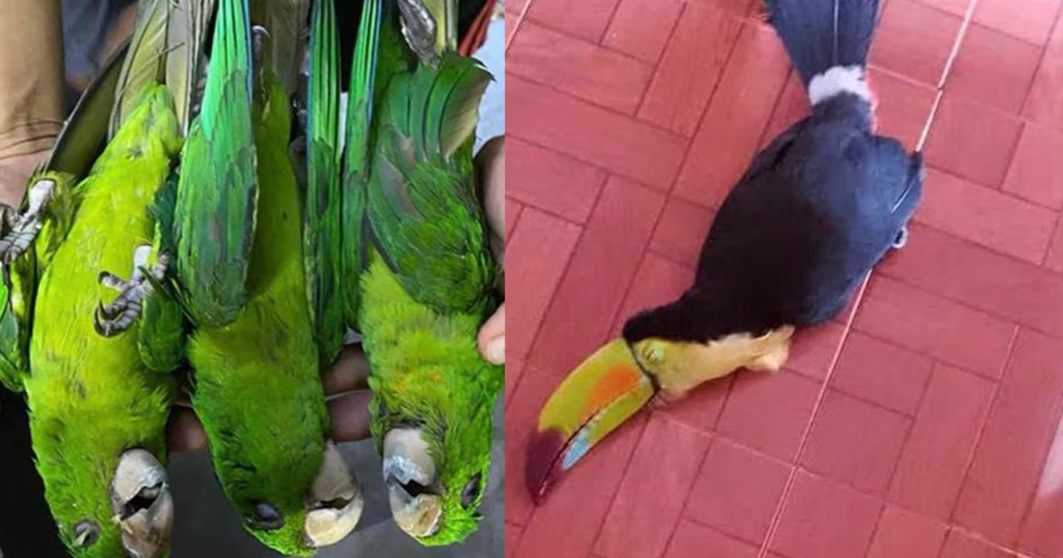 Aves caen muertas por el calocón