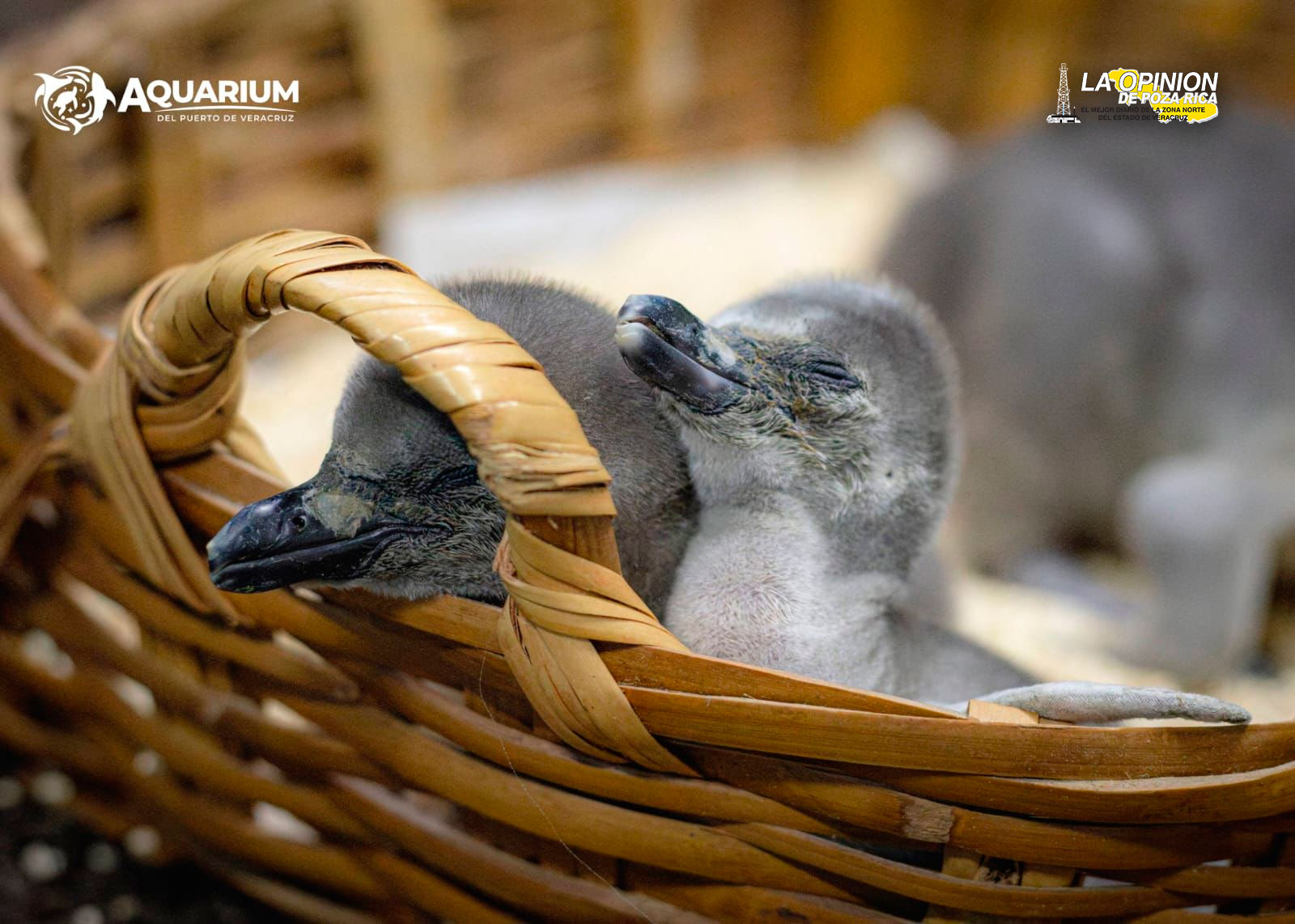 Nacen tres pingüinos Humboldt en el Aquarium de Veracruz