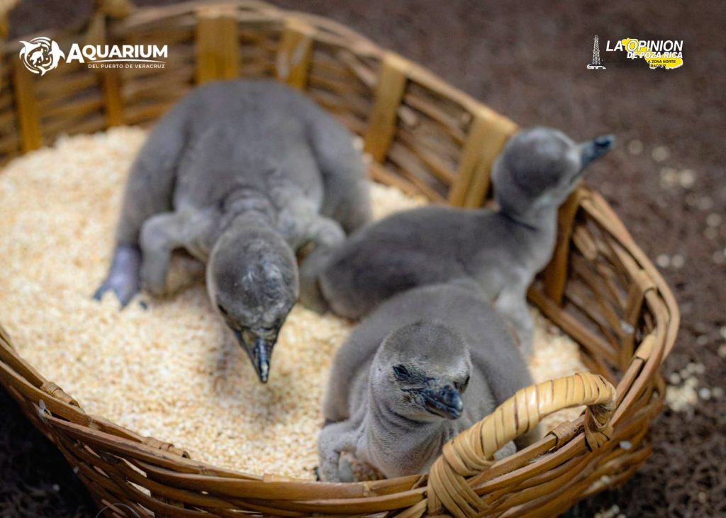 Nacen tres pingüinos Humboldt en el Aquarium de Veracruz