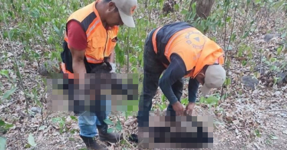 Semarnat descubre 2 Monos Aulladores fallecidos en Hueyapan de Ocampo