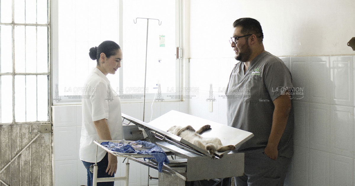 Campañas de esterilización evitan la sobrepoblación y el abandono de animales