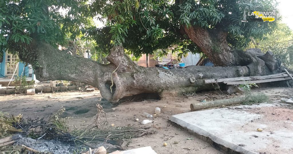 Abejas africanas atacan a familia y matan a 20 animales en Veracruz