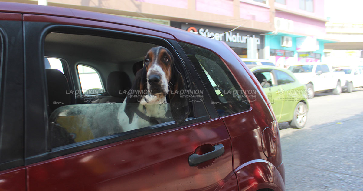 Muere perro por golpe de calor en Veracruz; estas son las razas más susceptibles
