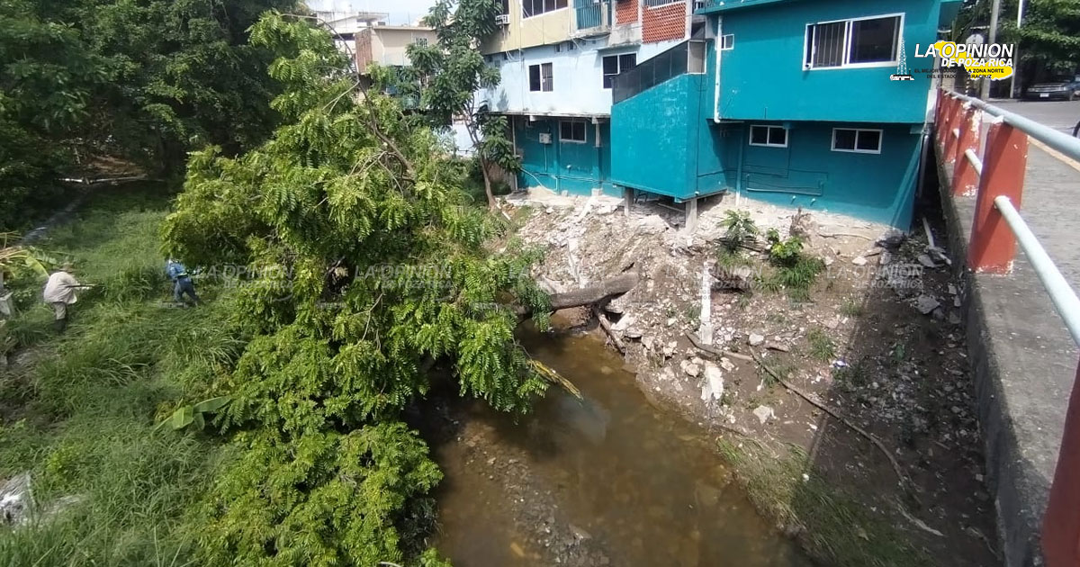 Fuerte estruendo al caer el árbol de jobo, alertó a vecinos en la madrugada