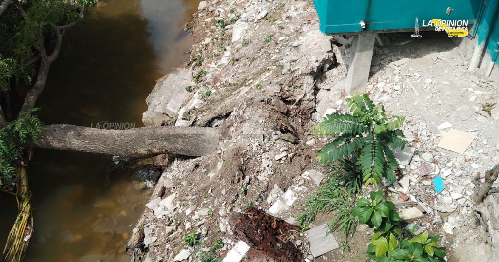 Fuerte estruendo al caer el árbol de jobo, alertó a vecinos en la madrugada