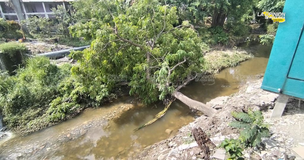 Fuerte estruendo al caer el árbol de jobo, alertó a vecinos en la madrugada