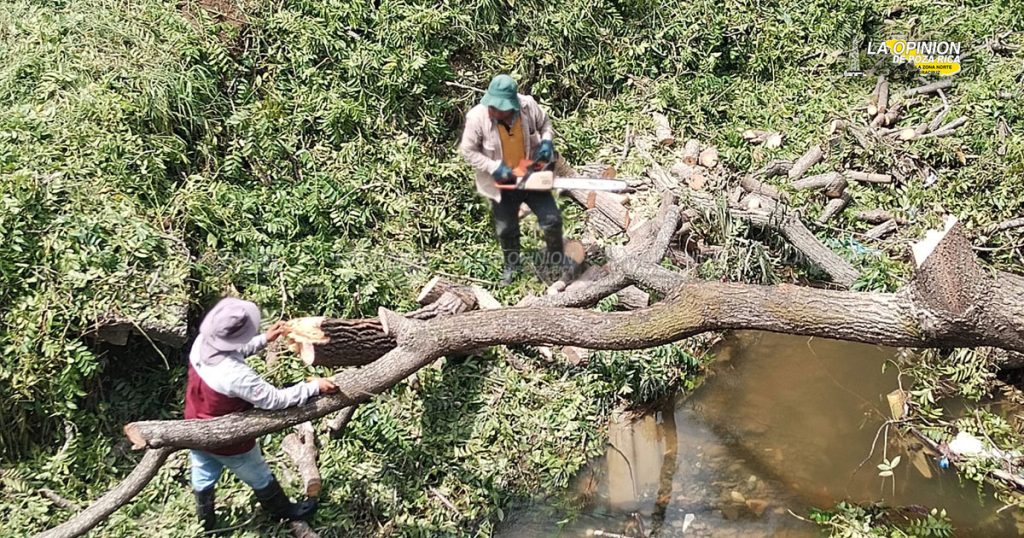 Fuerte estruendo al caer el árbol de jobo, alertó a vecinos en la madrugada