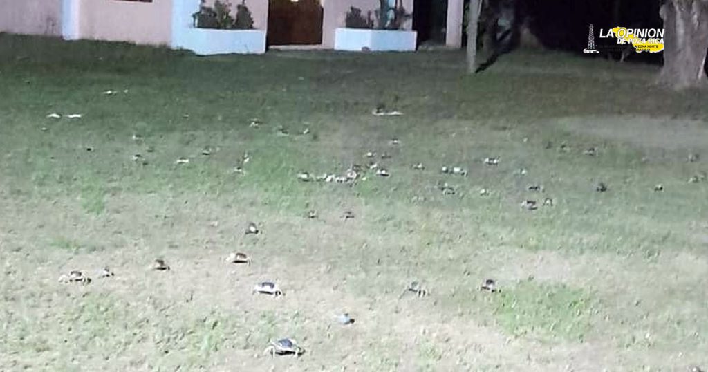 Protegen al cangrejo azul en Riachuelos