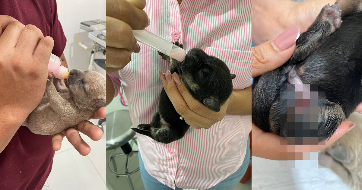 Rescatan a perritos mutilados