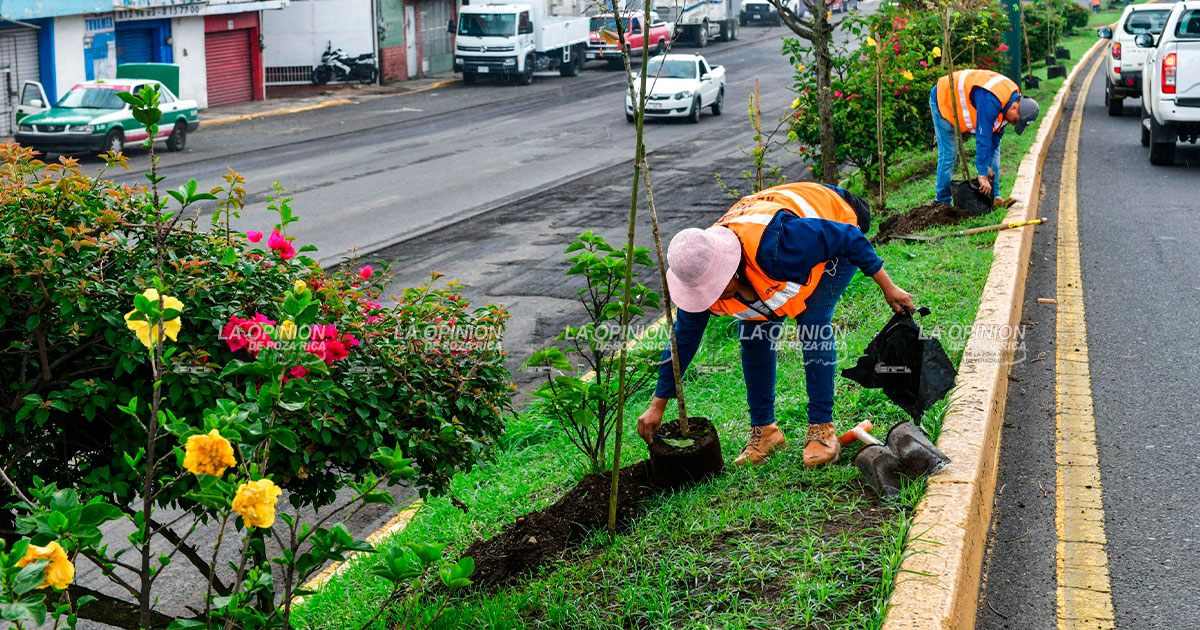 Realiza Ayuntamiento jornada de plantación de árboles