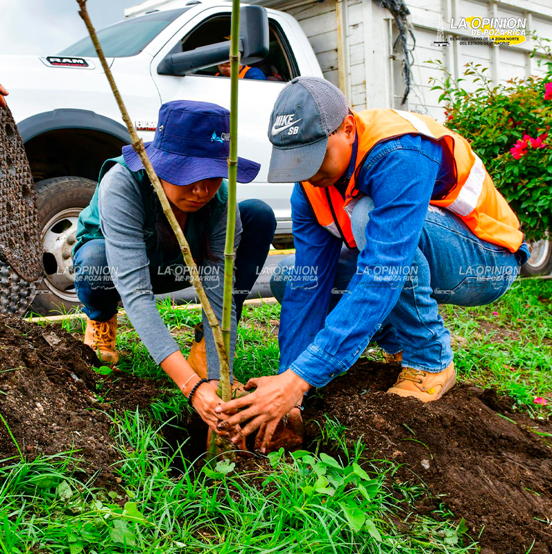 Realiza Ayuntamiento jornada de plantación de árboles