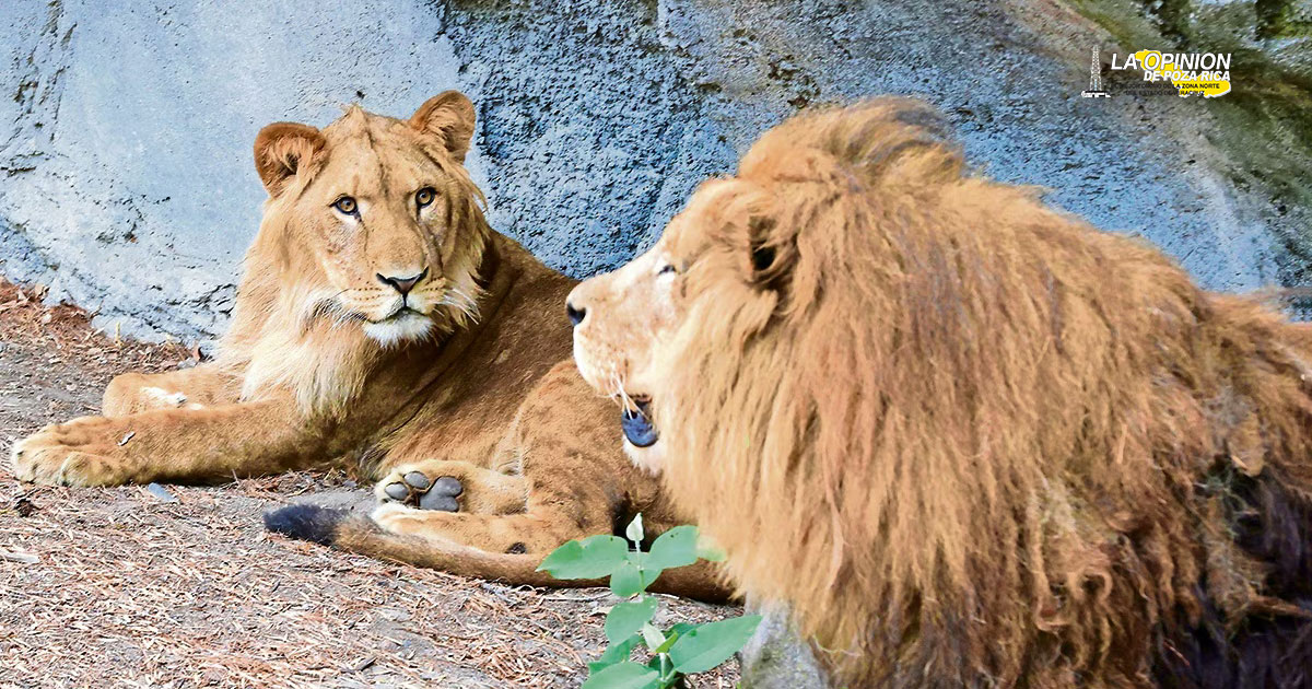 La fundación Black Jaguar White Tiger rescató siete leones