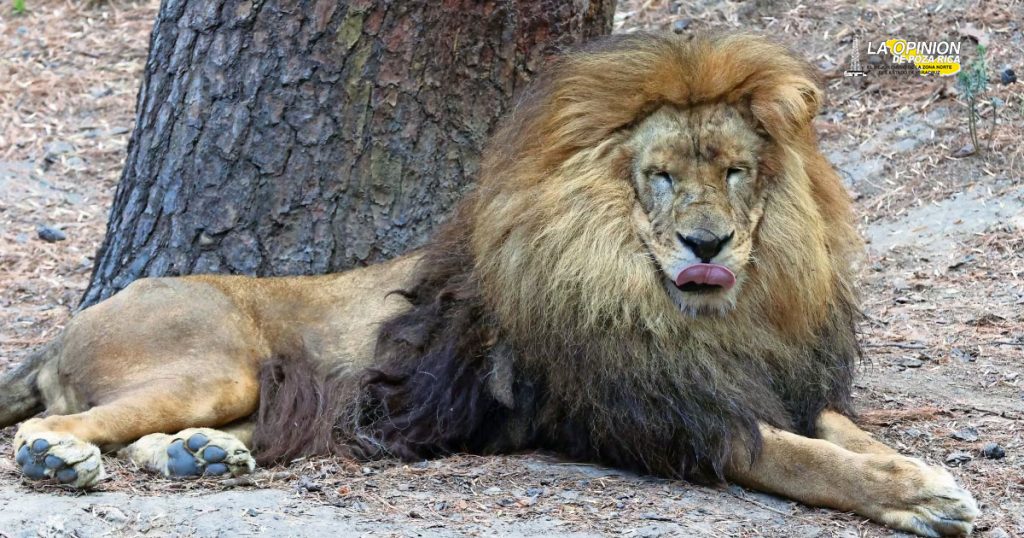 La fundación Black Jaguar White Tiger rescató siete leones