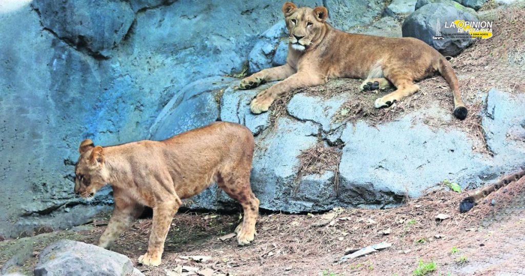 La fundación Black Jaguar White Tiger rescató siete leones