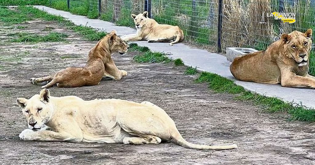 La fundación Black Jaguar White Tiger rescató siete leones