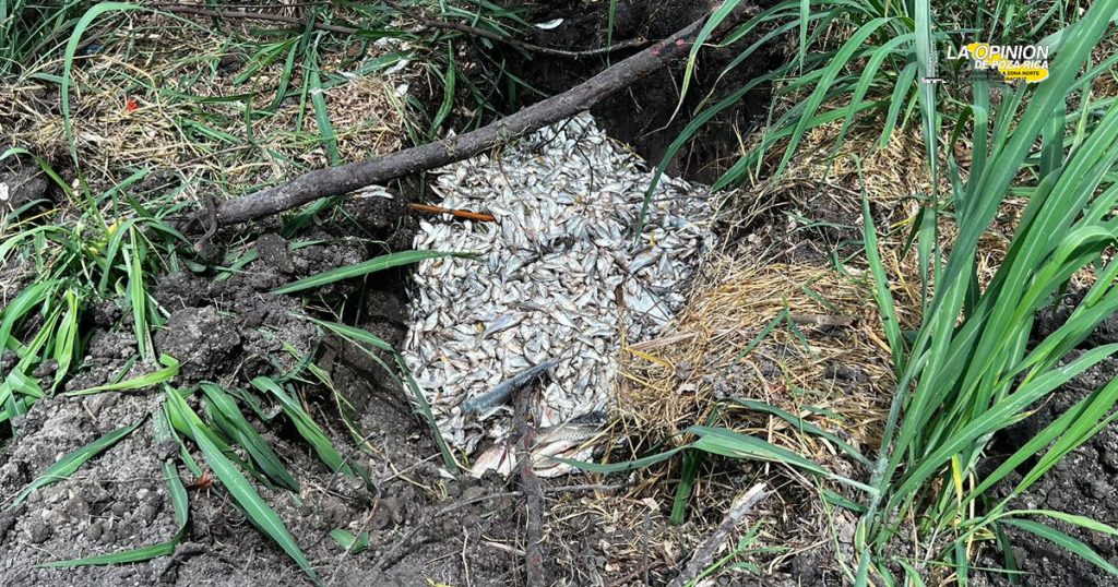 Denuncian mortandad de miles de peces en Medellín de Bravo