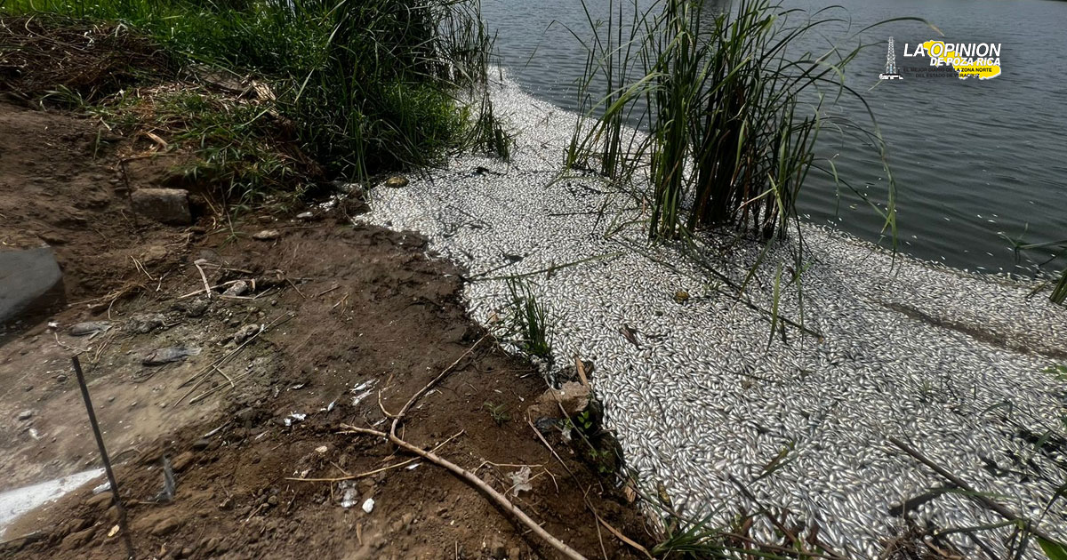 Denuncian mortandad de miles de peces en Medellín de Bravo