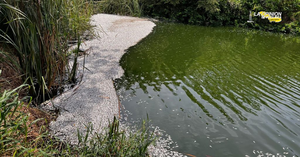 Denuncian mortandad de miles de peces en Medellín de Bravo