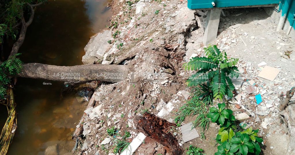 Fuerte estruendo al caer el árbol de jobo alertó a vecinos en la madrugada.