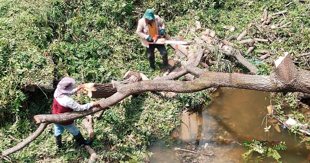 Fuerte estruendo al caer el árbol de jobo alertó a vecinos en la madrugada.