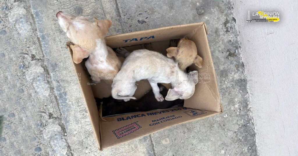 Adopta, no los compres