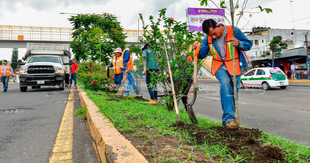 Realiza Ayuntamiento jornada de plantación de árboles