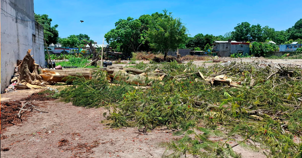 Talan un enorme árbol en la ciudad