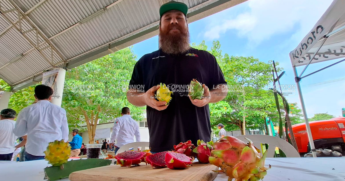Cultivan pitahaya como alternativa
