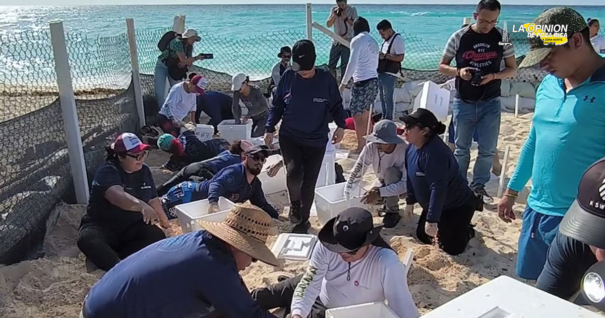 Protegen más de 105 mil huevos de tortuga marina en playas de Cancún