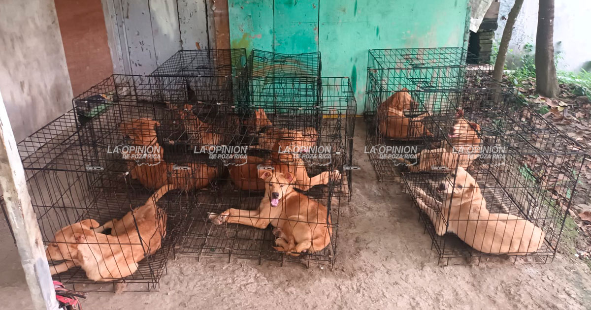 Rechazan maltrato a perros enjaulados
