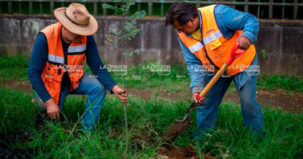 Se realiza jornada de reforestación y mantenimiento de áreas verdes