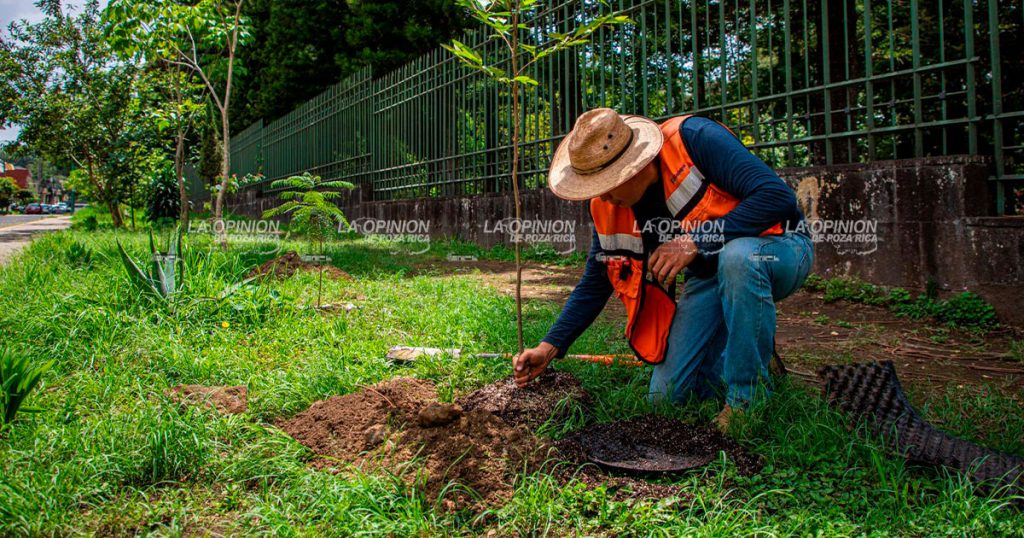 Se realiza jornada de reforestación y mantenimiento de áreas verdes