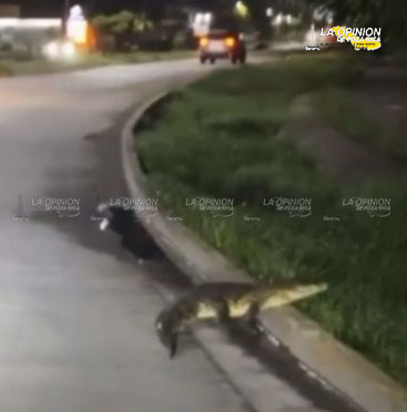 ¡Les salió el coco!